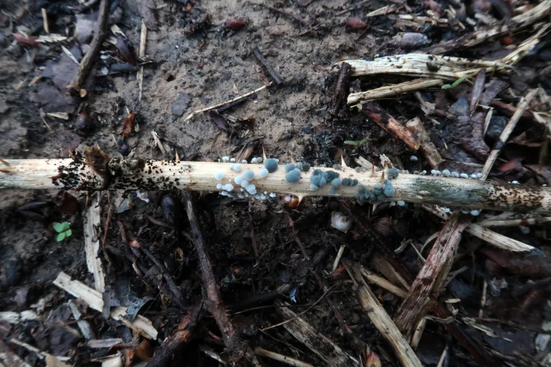 Coremiella cubispora 1 - IMG_0273